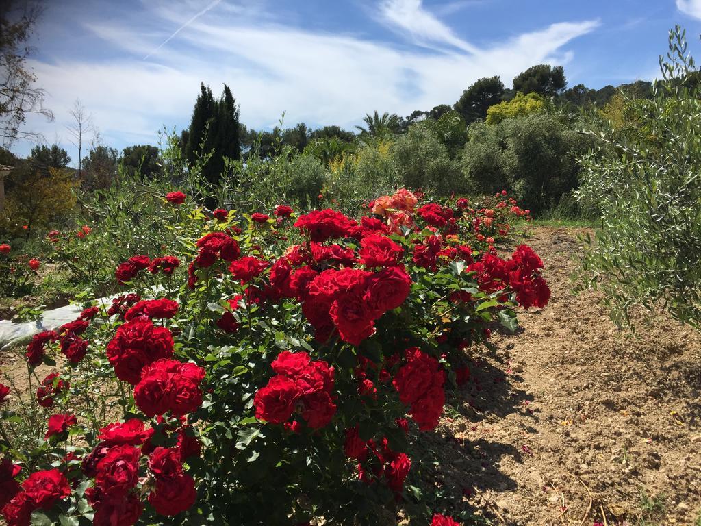 Le Clos De La Chevre Sud La Cadière-d’Azur Kültér fotó